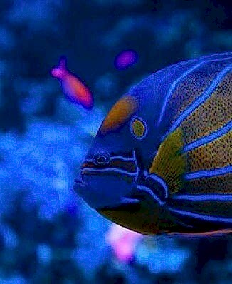 İMPARATOR<br>MELEK BALIĞI