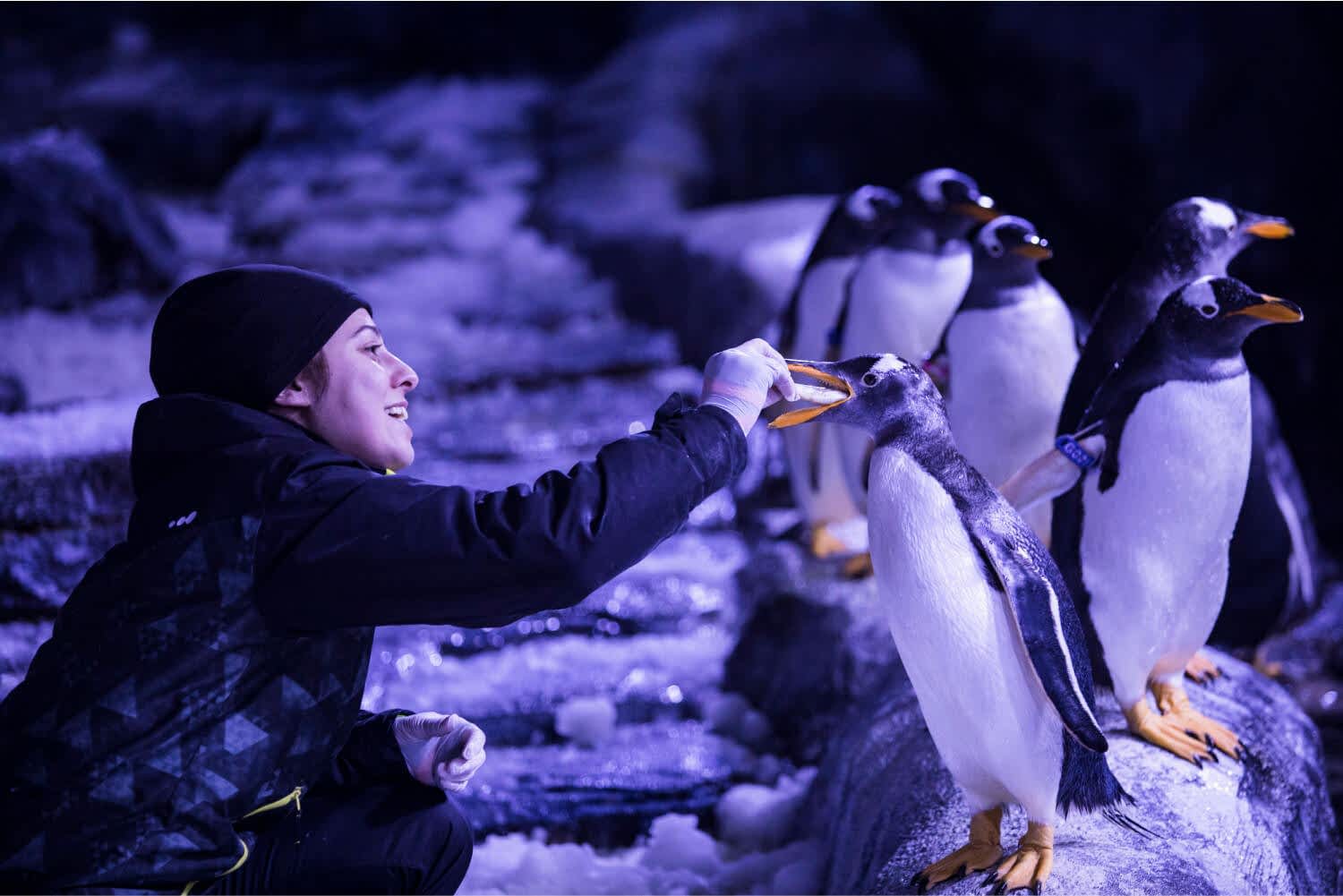 Penguen Koruma Programı_1