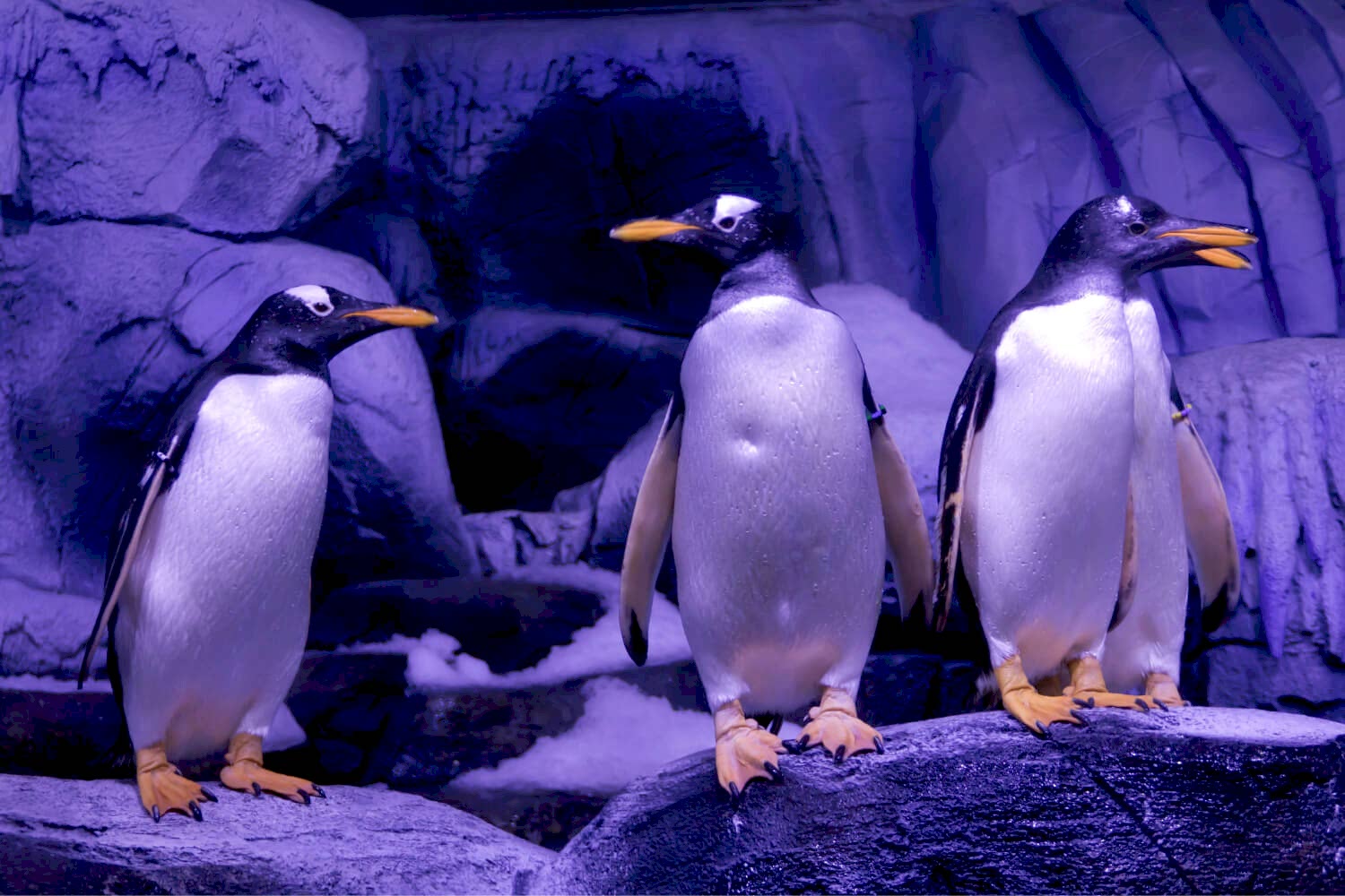 Penguen Koruma Programı_1