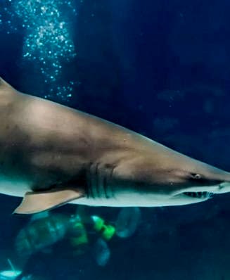 KUM KAPLANI<br>KÖPEK BALIĞI