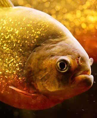 KIRMIZI KARINLI<br>PİRANA