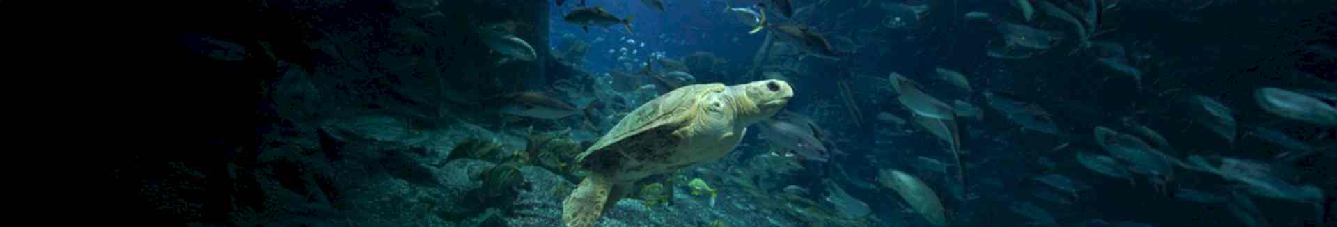 TEDAVİ VE KORUMA MERKEZİ