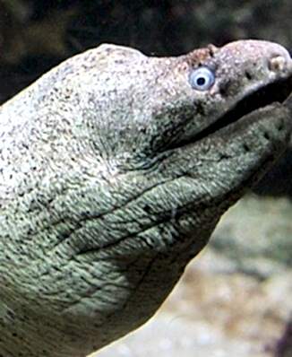 AKDENİZ<br>MÜRENİ