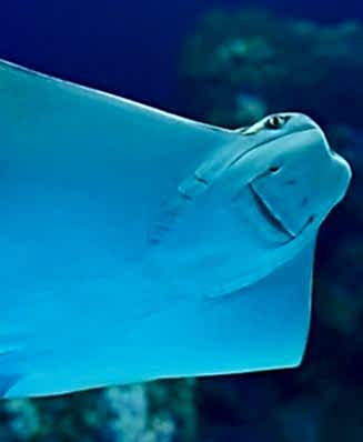 İNEK BURUNLU<br>VATOZ