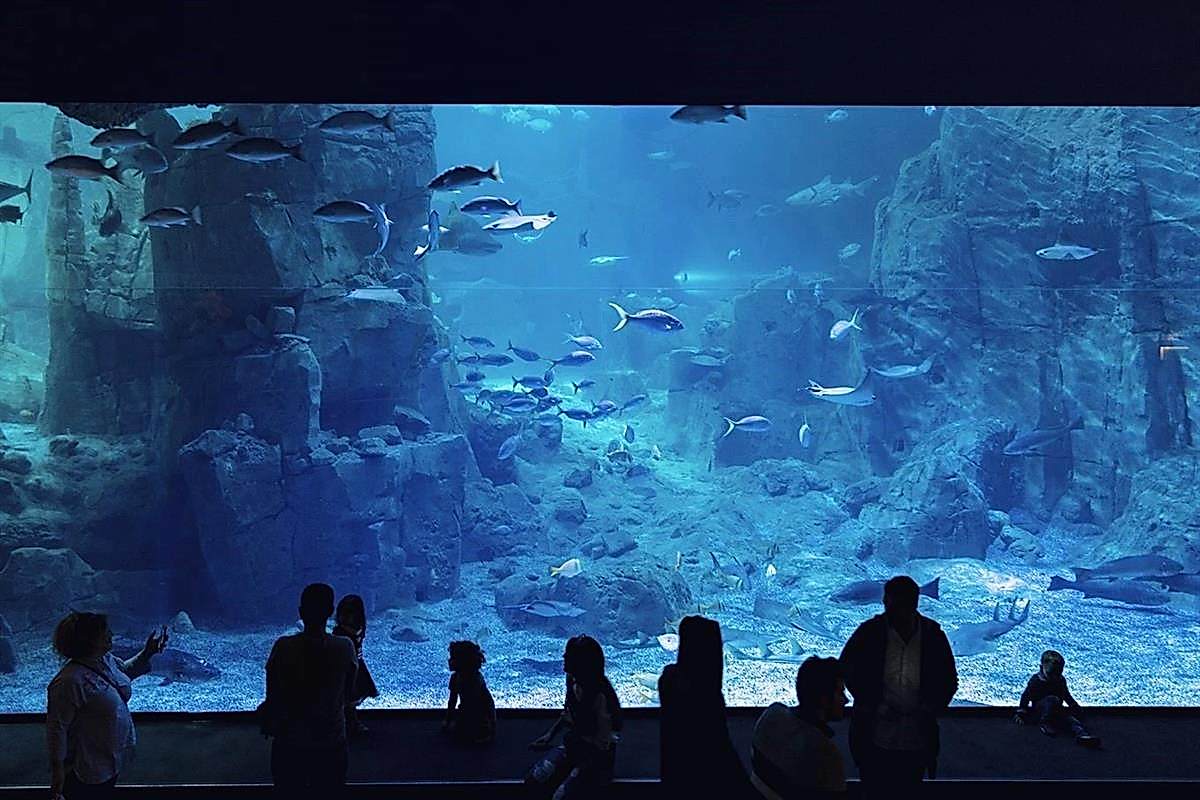 İstanbul Akvaryum’da Yapabileceğiniz Birbirinden Eğlenceli 5 Etkinlik