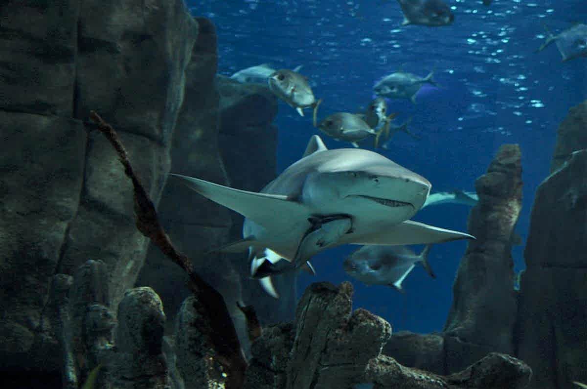 Köpek Balıkları Hakkında Doğru Bilinen Yanlışlar