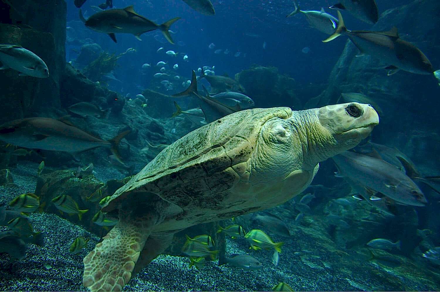 Deniz Canlıları Rehabilitasyon Merkezi_1